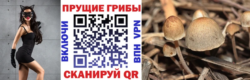 Псилоцибиновые грибы Cubensis  Бугуруслан 